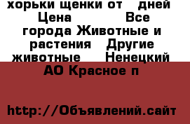 хорьки щенки от 35дней › Цена ­ 4 000 - Все города Животные и растения » Другие животные   . Ненецкий АО,Красное п.